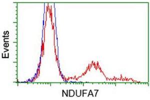 Image no. 1 for anti-NADH Dehydrogenase (Ubiquinone) 1 alpha Subcomplex, 7, 14.5kDa (NDUFA7) antibody (ABIN1499663)