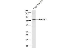Mouse large intestine lysates probed with MANSC1 Polyclonal Antibody, Unconjugated  at 1:300 dilution and 4˚C overnight incubation. (MANSC1 antibody  (AA 27-130))