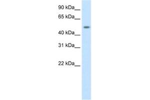 Western Blotting (WB) image for anti-DMRT-Like Family A1 (DMRTA1) antibody (ABIN2461550) (DMRTA1 antibody)