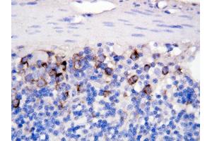 Anti CD40Lantibody,  IHC(P) IHC(P): Rat Intestine Tissue (CD40 Ligand antibody  (N-Term))