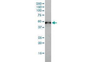 KRT17 antibody  (AA 1-432)