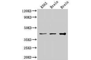 Western Blot Positive WB detected in: K562 whole cell lysate, Rat brain tissue, Mouse brain tissue All lanes: VPS26B antibody at 3. (VPS26B antibody  (AA 1-336))