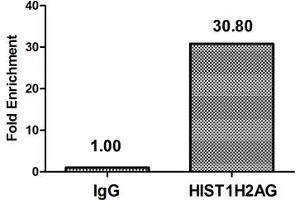 Chromatin Immunoprecipitation Hela (4*10 6 ) were treated with Micrococcal Nuclease, sonicated, and immunoprecipitated with 5 μg anti-HIST1H2AG (ABIN7139609) or a control normal rabbit IgG. (HIST1H2AG antibody  (meLys9))