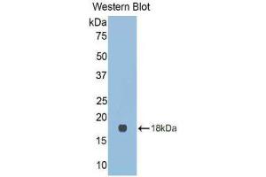 Western Blotting (WB) image for anti-Lectin, Galactoside-Binding, Soluble, 9C (LGALS9C) (AA 17-148) antibody (ABIN1858957) (LGALS9C antibody  (AA 17-148))