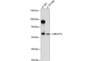 Western blot analysis of extracts of various cell lines, using CBFT3 antibody (ABIN7266502) at 1:1000 dilution. (CBFA2T3 antibody  (AA 305-390))