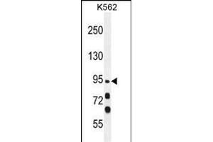 MYO19 Antibody (Center) (ABIN655116 and ABIN2844747) western blot analysis in K562 cell line lysates (35 μg/lane). (Myosin XIX antibody  (AA 554-582))