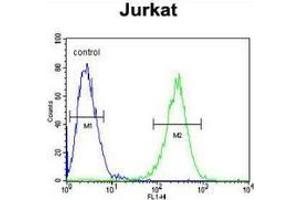 flow cytometric analysis of Jurkat cells (right histogram) compared to a negative control cell (left histogram) using MPP1 Antibody , followed by FITC-conjugated goat-anti-rabbit secondary antibodies. (MPP1 antibody  (Middle Region))