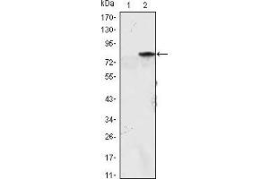 Western blot analysis using MYOD1 mAb against HEK293 (1) and MYOD1(AA: 1-200)-hIgGFc transfected HEK293 (2) cell lysate. (MYOD1 antibody)