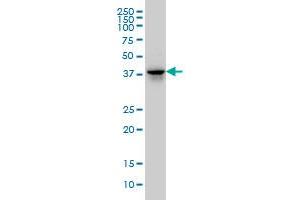 FAM50A monoclonal antibody (M02), clone 5F10 Western Blot analysis of FAM50A expression in Hela S3 NE .