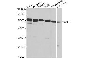 Western blot analysis of extracts of various cell lines, using CALR antibody. (Calreticulin antibody)