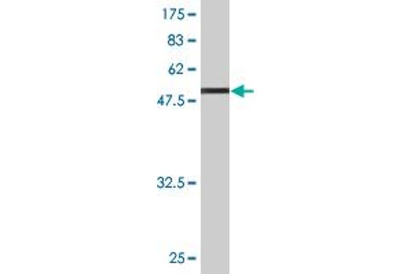TPM2 antibody  (AA 1-284)
