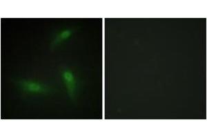 Immunofluorescence (IF) image for anti-Heterogeneous Nuclear Ribonucleoprotein A1 (HNRNPA1) (AA 51-100) antibody (ABIN1533600)