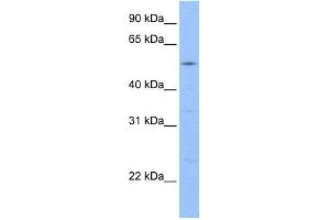 GCOM1 antibody used at 1 ug/ml to detect target protein. (GCOM1 antibody  (C-Term))