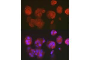 Immunofluorescence analysis of MCF7 cells using DNPH1 Rabbit mAb (ABIN7266383) at dilution of 1:50 (40x lens). (RCL antibody)