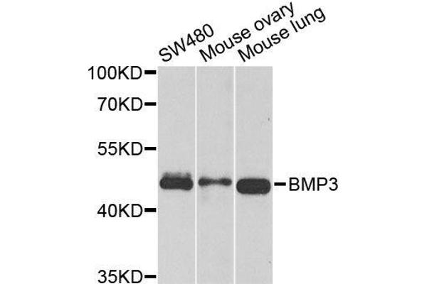 BMP3 antibody  (AA 243-472)