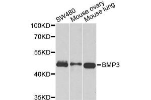 Western blot analysis of extracts of various cell lines, using BMP3 antibody. (BMP3 antibody  (AA 243-472))