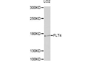 Western blot analysis of extracts of LO2 cells, using FLT4 antibody. (FLT4 antibody)