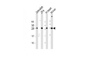 All lanes : Anti-Zebrafish ak2 Antibody (Center) at 1:2000 dilution Lane 1: Zebrafish lysates Lane 2: ZF4 whole cell lysates Lane 3: human heart lysates Lane 4: mouse liver lysates Lysates/proteins at 20 μg per lane. (Adenylate Kinase 2 antibody  (AA 147-183))
