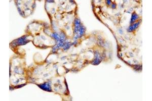 IHC-P: EPO antibody testing of human placenta tissue (EPO antibody  (AA 1-166))
