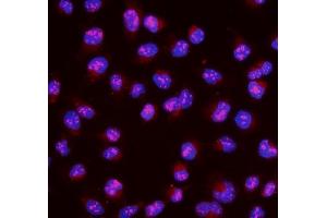 anti-Transcription Factor MafA (MAFA) (AA 9-308) antibody