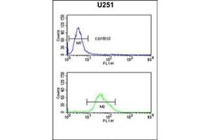 Flow cytometric analysis of U251 cells using FOXG1 Antibody (Center) Cat. (FOXG1 antibody  (Middle Region))