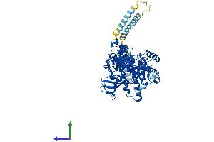 AlphaFold protein structure predicition of Human Recombinant FUT8 Protein, UniprotID Q9BYC5 (FUT8 Protein (AA 1-575) (His tag))