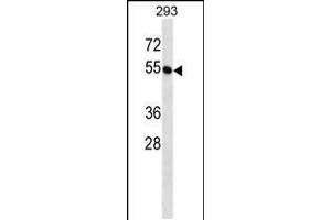Western blot analysis in 293 cell line lysates (35ug/lane).