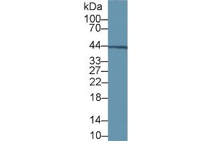 VWA1 antibody  (AA 43-285)