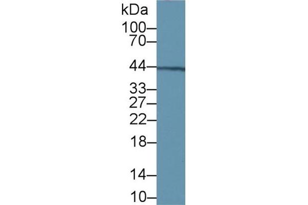 VWA1 antibody  (AA 43-285)