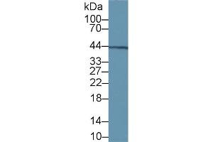 Detection of vWA1 in Rat Kidney lysate using Polyclonal Antibody to Von Willebrand Factor A Domain Containing Protein 1 (vWA1) (VWA1 antibody  (AA 43-285))
