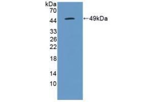 Detection of Recombinant IL10, Canine using Polyclonal Antibody to Interleukin 10 (IL10) (IL-10 antibody  (AA 21-181))