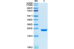 Biotinylated Human FGF10 on Tris-Bis PAGE under reduced condition.