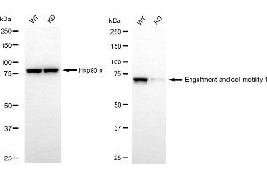 Western blotting analysis using engulfment and cell motility 1 antibody (ABIN7798445). (Recombinant ELMO1 antibody)