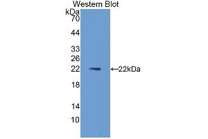 Western blot analysis of the recombinant protein. (IL1A antibody)