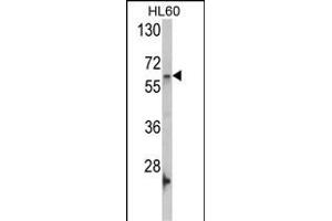 Western blot analysis of GNL3 Antibody (C-term) (ABIN388154 and ABIN2846927) in HL60 cell line lysates (35 μg/lane).