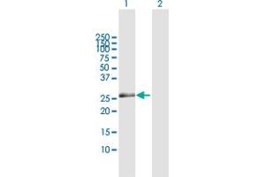 Western Blot analysis of ZNF266 expression in transfected 293T cell line by ZNF266 MaxPab polyclonal antibody.