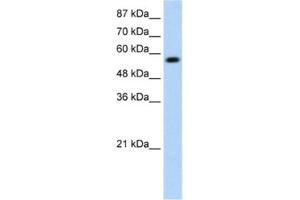 Western Blotting (WB) image for anti-Kelch-Like ECH-Associated Protein 1 (KEAP1) antibody (ABIN2461036) (KEAP1 antibody)