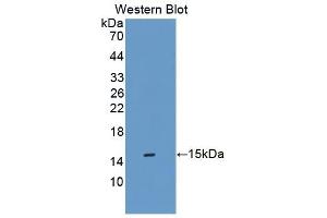 Detection of Recombinant SFXN1, Mouse using Polyclonal Antibody to Sideroflexin 1 (SFXN1) (SFXN1 antibody  (AA 2-102))