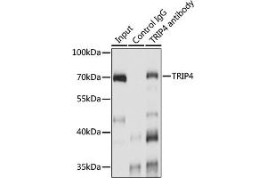 Immunoprecipitation analysis of 200 μg extracts of A-549 cells using 3 μg TRIP4 antibody (ABIN7270824).
