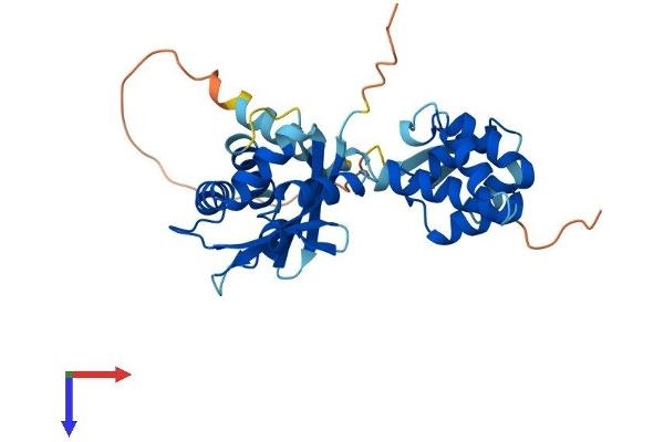 TRADD Protein (AA 1-310) (His tag)