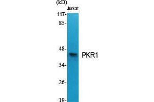 Western Blot (WB) analysis of specific cells using PKR1 Polyclonal Antibody. (Prokineticin Receptor 1 antibody  (N-Term))