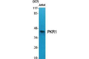 Western Blot (WB) analysis of specific cells using PKR1 Polyclonal Antibody. (Prokineticin Receptor 1 antibody  (N-Term))