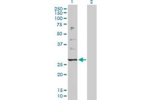 Western Blot analysis of PTPLB expression in transfected 293T cell line by PTPLB MaxPab polyclonal antibody. (PTPLB antibody  (AA 1-254))