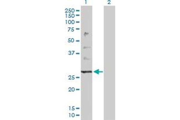 PTPLB antibody  (AA 1-254)
