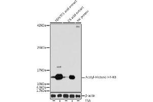 Western blot analysis of extracts of various cell lines, using Acetyl-Histone H4-K8 antibody (ABIN7267747) at 1:1000 dilution. (Histone H4 antibody  (acLys8))