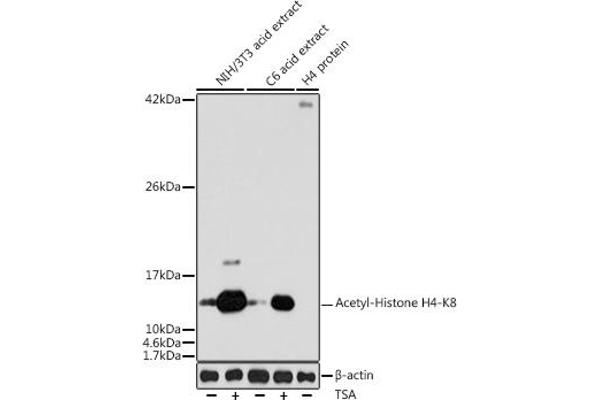Histone H4 Antikörper  (acLys8)