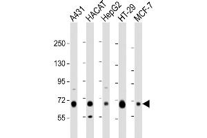 All lanes : Anti-LSR Antibody (C-Term) at 1:1000 dilution Lane 1: A431 whole cell lysate Lane 2: HACAT whole cell lysate Lane 3: HepG2 whole cell lysate Lane 4: HT-29 whole cell lysate Lane 5: MCF-7 whole cell lysate Lysates/proteins at 20 μg per lane. (LSR antibody  (AA 550-583))