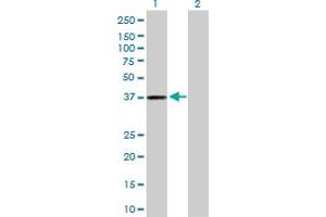 Western Blot analysis of AKR1C3 expression in transfected 293T cell line by AKR1C3 MaxPab polyclonal antibody. (AKR1C3 antibody  (AA 1-323))