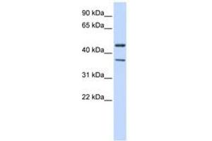 Image no. 1 for anti-Potassium Inwardly-Rectifying Channel, Subfamily J, Member 4 (KCNJ4) (C-Term) antibody (ABIN6742548) (KCNJ4 antibody  (C-Term))