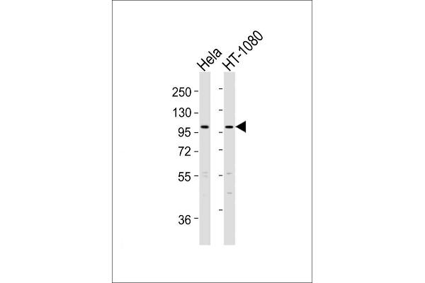 ADAMTS6 antibody  (AA 118-151)